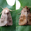 Bronzed Cutworm