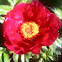 Peony
