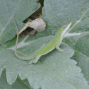 Carolina Anole