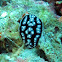 Phyllidiella lizae
