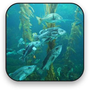Aquarium Live Wallpaper.apk 27