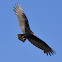 Turkey Vulture