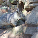 wombat