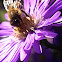 Aster / Honey Bee