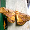 Saturnidae