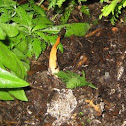 Dog Stinkhorn