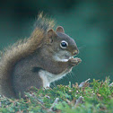 American red squirrel