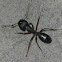 Ant