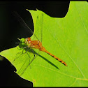 Dragonfly- Ruby Meadowhawk