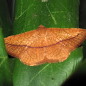 Thyridid moth