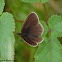 Ringlet