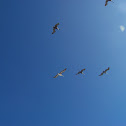 Brown Pelicans