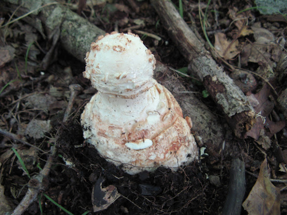 Spotting Image 1