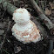 carrot-shaped Amanita