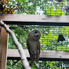 Barn Owl