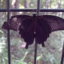Spangle (Japanese Subspecies)