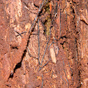 Boot-Lace Fungus