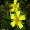 Spring Cinquefoil