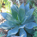 'Blue Flame' Agave hybrid
