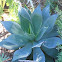 'Blue Flame' Agave hybrid
