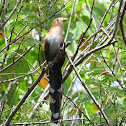 Squirrel Cuckoo
