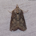 Nolid Moth