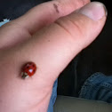 Asian Lady Beetle (aka Japanese Ladybug)