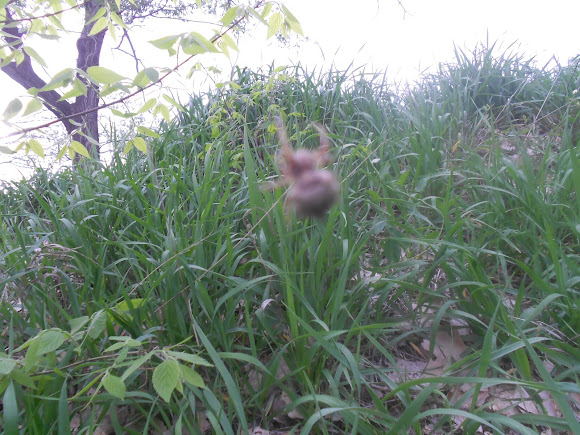 Spotting Image 1