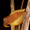 Australian Lace-lid
