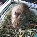degu