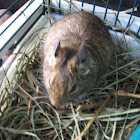 degu