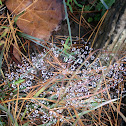 spider web