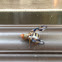 Picture-winged Fly