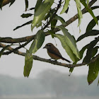 khanjana