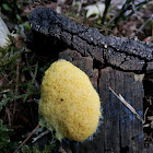 scrambled egg slime