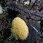 scrambled egg slime