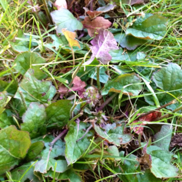 Spotting Image 1