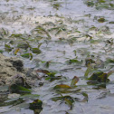 Seagrass