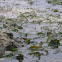 Seagrass