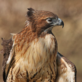 Pepe In Profile by Pat Abbott - Wildlife Birds ( hawks, wildlife, birds, raptors )