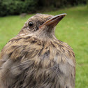 dunnock