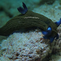Nudibranch