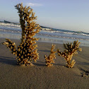 Coral reef
