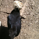 Polish chicken