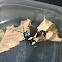 Banded Alder Borer