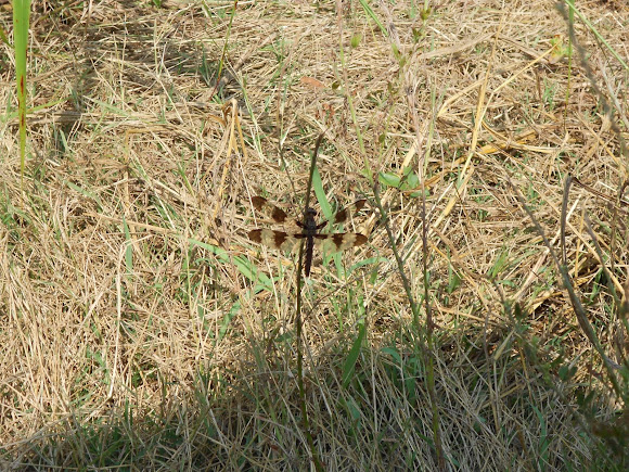 Spotting Image 1