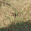 Common Whitetail (Female)