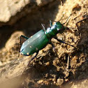 6 spotted tiger beetle