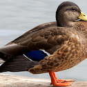 Mallard Duck