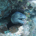 Moray eel